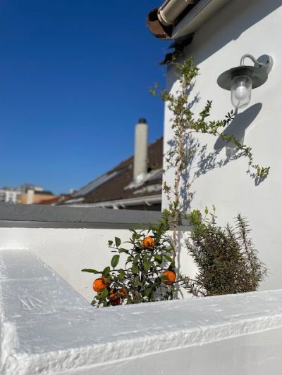 Maison Cèdre - Cabanes Architecture